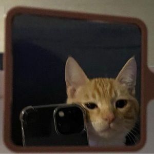 Meet your Posher, Gaja